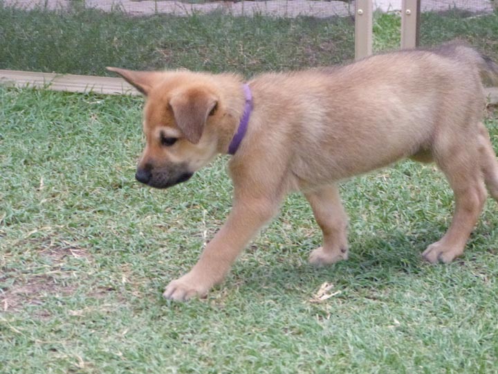 chinook dog